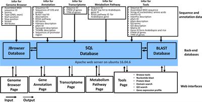 Wolfberry genome database: integrated genomic datasets for studying molecular biology